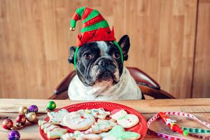 Veterinarė įspėjo apie per šventes gyvūnų tykančius rimtus pavojus