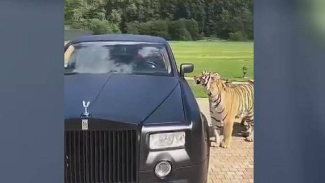 Rusas pasidalijo neįtikėtinu įrašu – į jo automobilį veržėsi tigrų šeimyna