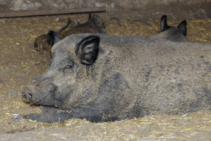 Lenkijoje be žinios dingęs prijaukintas šernas namo grįžo girtas kaip kiaulė