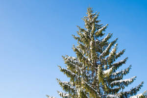 Šventes gali sugadinti kartu su egle atkeliavę siaubūnai. Pasitikrinkite 