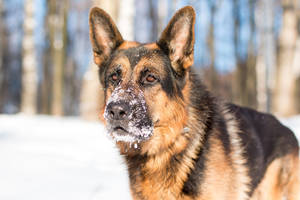 Po kraują stingdančio incidento parke nekenčia šunų šeimininkų – iš baimės net aptemo sąmonė