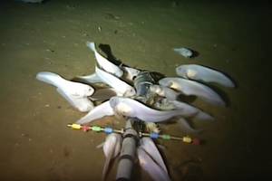 Pamatykite, kaip atrodo giliausiai gyvenanti žuvis