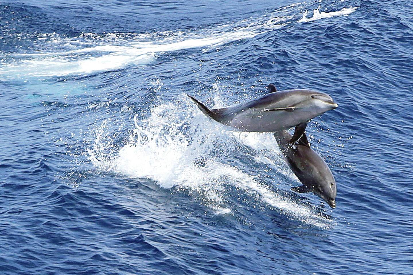 Kalifornijos įlankoje delfinai gali apkursti nuo sterkinių kuprių dauginimosi.<br>„Sputnik“/„Scanpix“ nuotr.