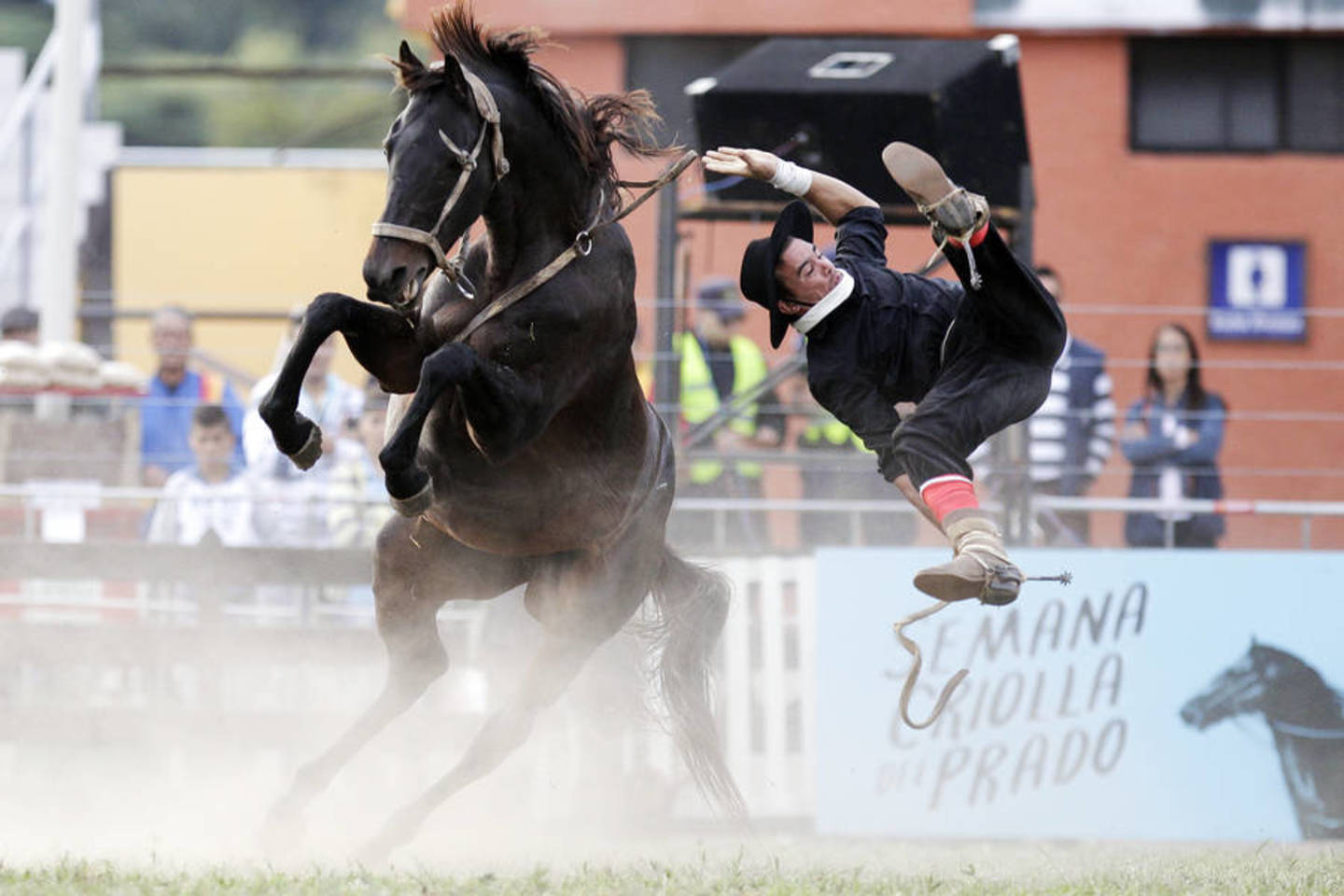  Raitelis krenta nuo laukinio žirgo per rodeo. Balandžio 12-oji, Montevidėjas (Urugvajus).<br> AP nuotr.