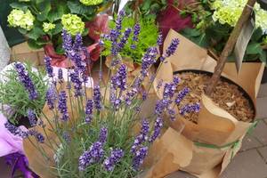 Žinomos tinklaraštininkės rekomendacijos jūsų kiemui 2018 metams