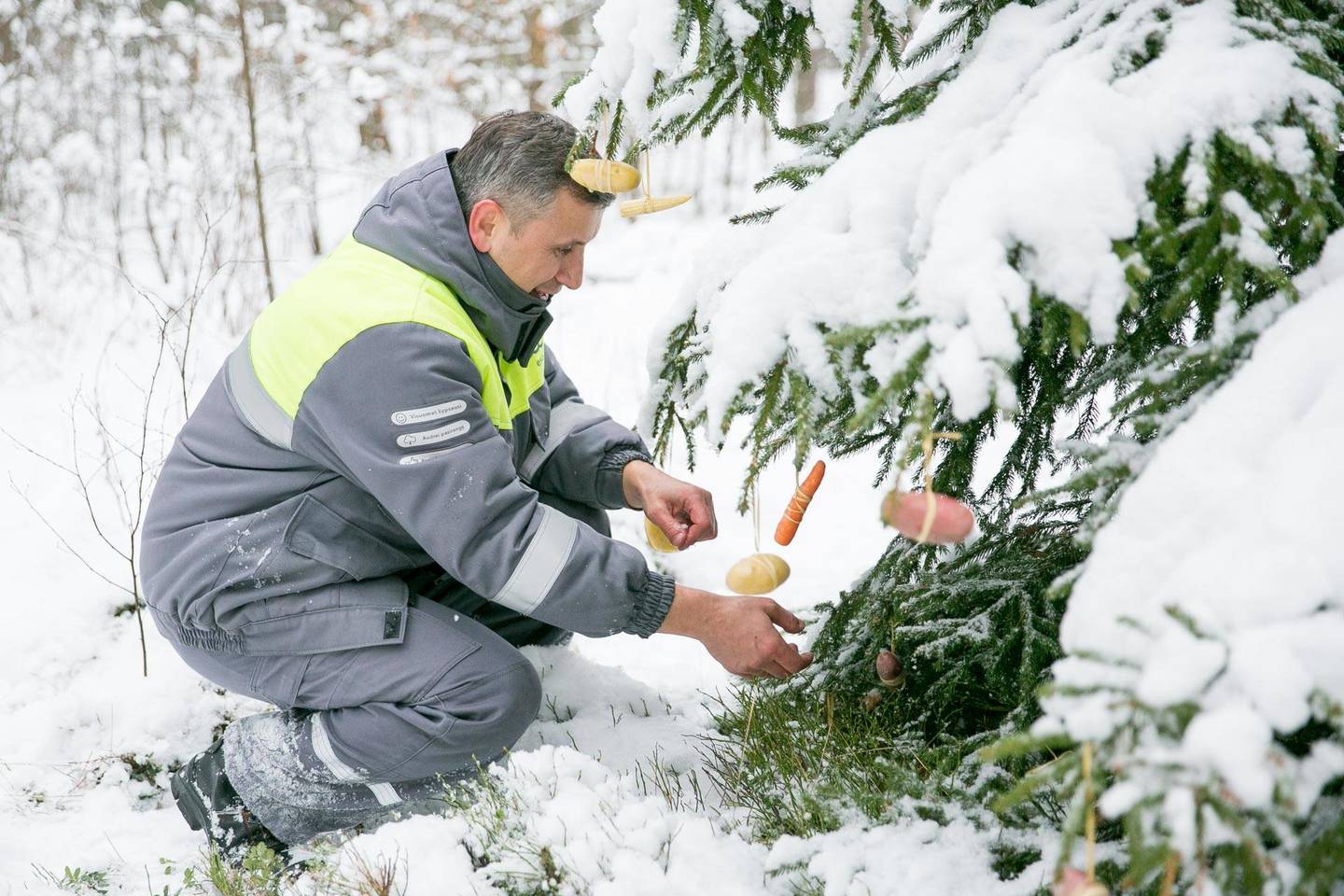 Miškuose daržovėmis papuoštos eglutės. Puošmenas vėliau galės krimsti miško žvėrys.