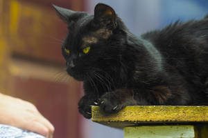 Jei tai padarysite – katė jūsų namuose nedergs ir elgsis tinkamai