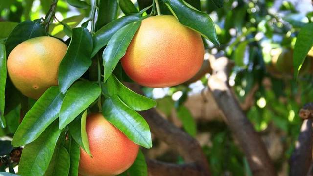 Jei dovanų gautumėte citrusinį medį: pamokos, kaip juos prižiūrėti