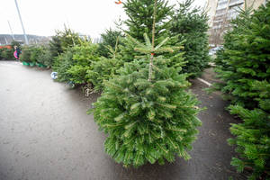 Atskleidė tiesą apie eglutes. Ne viskas yra taip, kaip galvojate