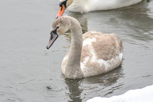 Trys gulbiukai ne juokais išgąsdino rokiškėnus