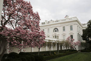 JAV pirmoji ponia leido nukirsti prie Baltųjų rūmų augančią beveik 200 metų magnoliją