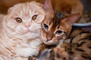 Katė bijo triukšmo? Pasinaudokite šešiais patarimais