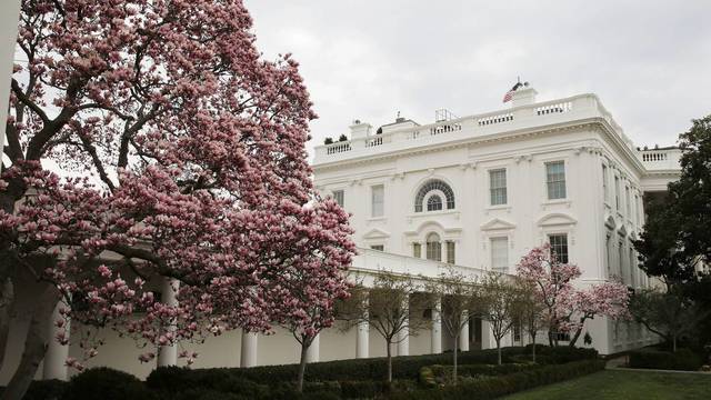 Melania Trump leido nukirsti prie Baltųjų rūmų esančią seną magnoliją