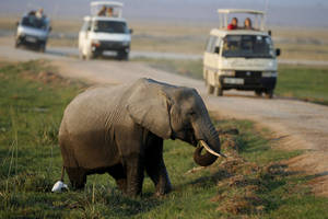 Po susidūrimo su drambliu – tragiška vyro mirtis