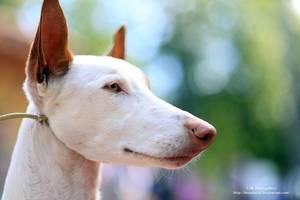 Svajonių šuo: įsileiskite į namus keturkojį-vakarėlį ir gyvensite Ibisos ritmu