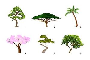 Stebėtinai taiklu: išsirinkite medį – sužinosite svarbiausią savo bruožą