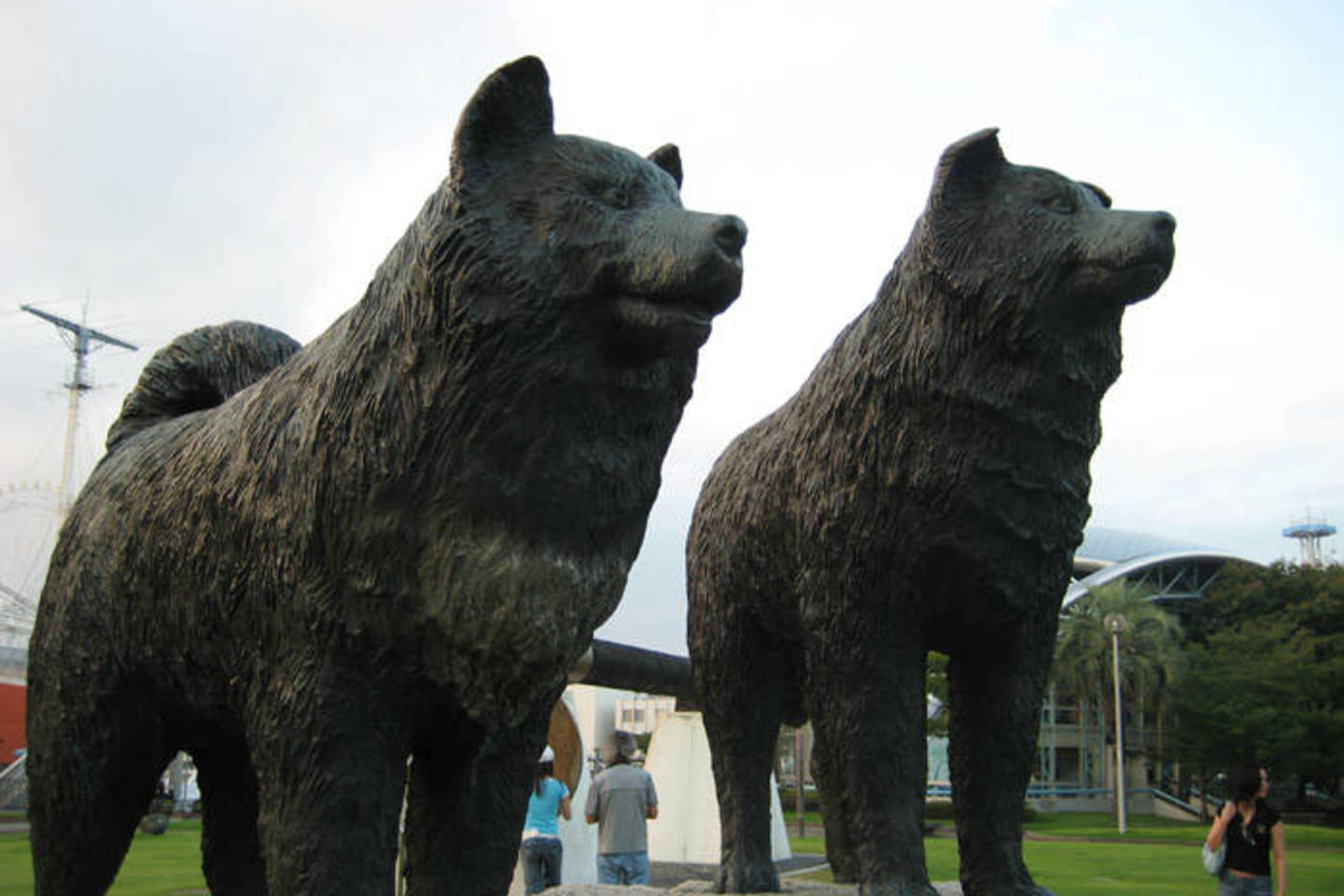  Nuo 1959 m. Tokijuje stovi statulų grupė, mininti 15 Showa stotyje paliktų Sachalino haskių. Taro ir Jiro turi savo pašto ženklus, jiems bei garsiajai ekspedicijai paminėti išleista proginė moneta.<br> Flickr.com, Wikipedia nuotr.