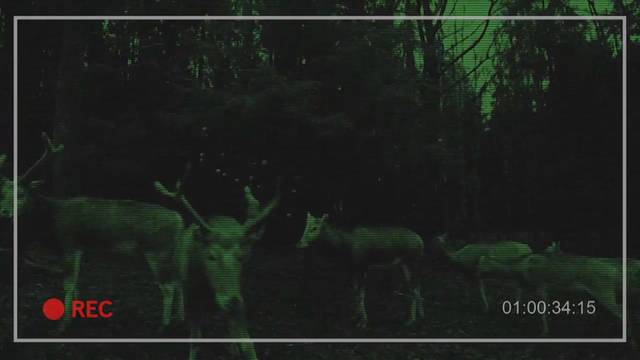 Vaizdo kamera miške užfiksavo neeilinę naktinę puotą  