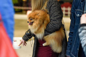 Šuns sužmoginimas: ar gerai, kai keturkojai gyvena geriau nei vaikai?