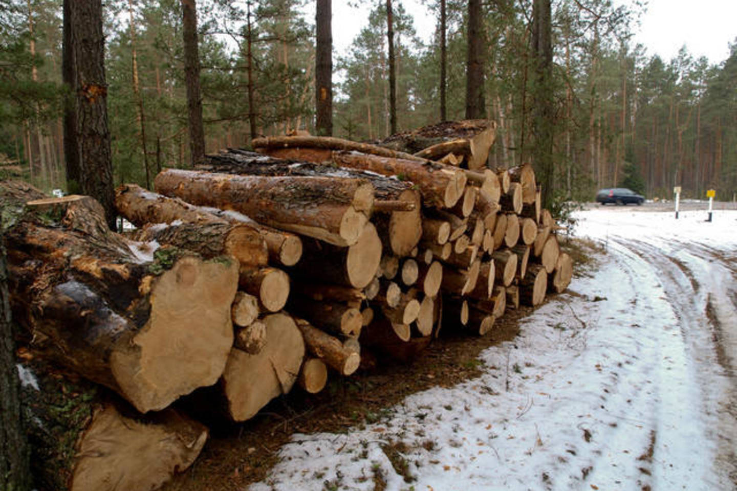  Lazdijų rajone svetimame miške pasidarbavo vagys - išpjovė dalį pušų.<br> V.Ščiavinsko asociatyvioji nuotr.