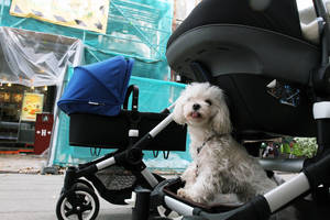 Nuo kitų metų išmokas vaiko išlaikymui mokės "Sodra"