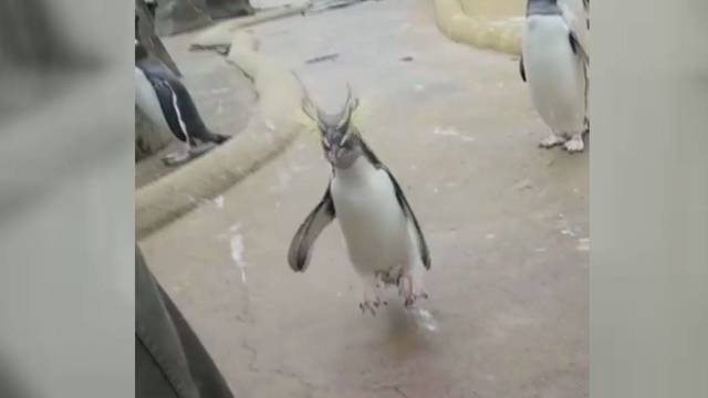 Pasiutęs pingvinas parodė, kaip reikia linksmintis