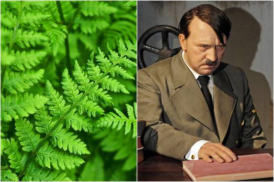 Gamtininkų išmonė: Lady Gagos papartis ir Hitlerio vabalas