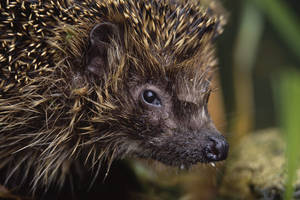 Nuo kačių ėdalo nutukęs ežys pateko į veterinarų rankas, nes nebegali susiriesti