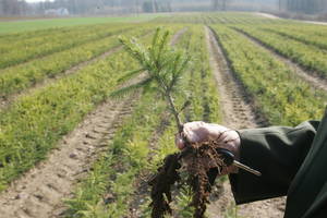 Laikinasis Miškų urėdijos vadovas laukia konkurso sąlygų