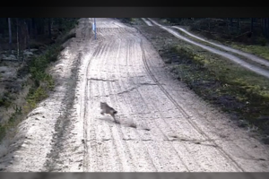 Pasieniečių kameros užfiksavo tai, ko kasdien nepamatysi: kaip medžioja vilkas