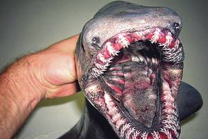 Pažinti vandenynų gelmes padeda tamsos siaubūnai žvejų tinkluose