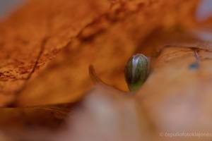 Vaizdas Antakalnio miške nustebino gamtos fotografą