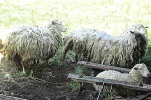 Prienų rajono ūkininko gyvuliai kaip reikiant įsiutino kaimynus