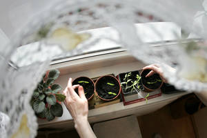 Močiutė sėja sodinukus pagal šį kalendorių – derlius dar nė karto jos nenuvylė