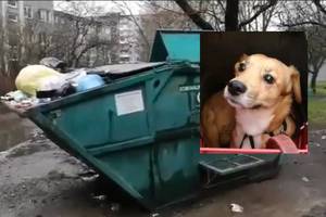 Už konteineryje paliktą kalytę šeimininkų laukia teismas