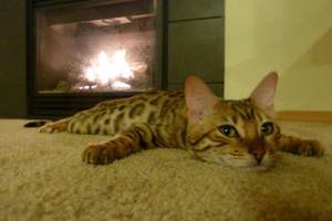 Joms gyvenimas pavyko: katės, supratusios, kam reikalingas židinys