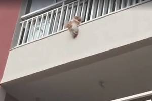 Geri kaimynai išgelbėjo tik per plauką nuo mirties atsidūrusį šuniuką