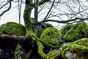 Tokios lietuviškos žiemos dar nematėte: Butėnų grožis gniaužia kvapą