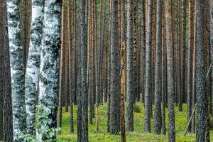 Veiklą pradeda Valstybinių miškų urėdija