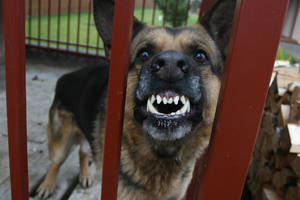 Dvi nepilnametes vyras įkalino sodyboje Prienų rajone