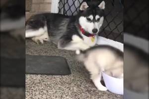 Juokingi nuo mažens: nerangus haskis pralinksmins iki ašarų