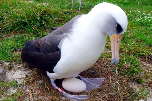 Mokslininkus gluminanti seniausia pasaulyje paukštė vėl taps mama