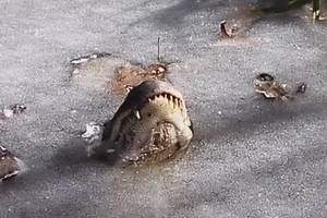 Tvenkinį sukausčius ledui aligatoriai rado neįtikėtiną būdą, kaip išgyventi