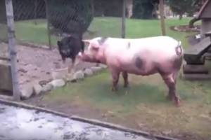 Iš tvarto pabėgusi girta kiaulė Kėdainių rajone terorizavo kaimo šunis