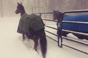 Pamačius žirgų reakciją į sniegą sunku nesijuokti