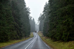 Mūšis dėl miškų pertvarkos įgauna naują pagreitį