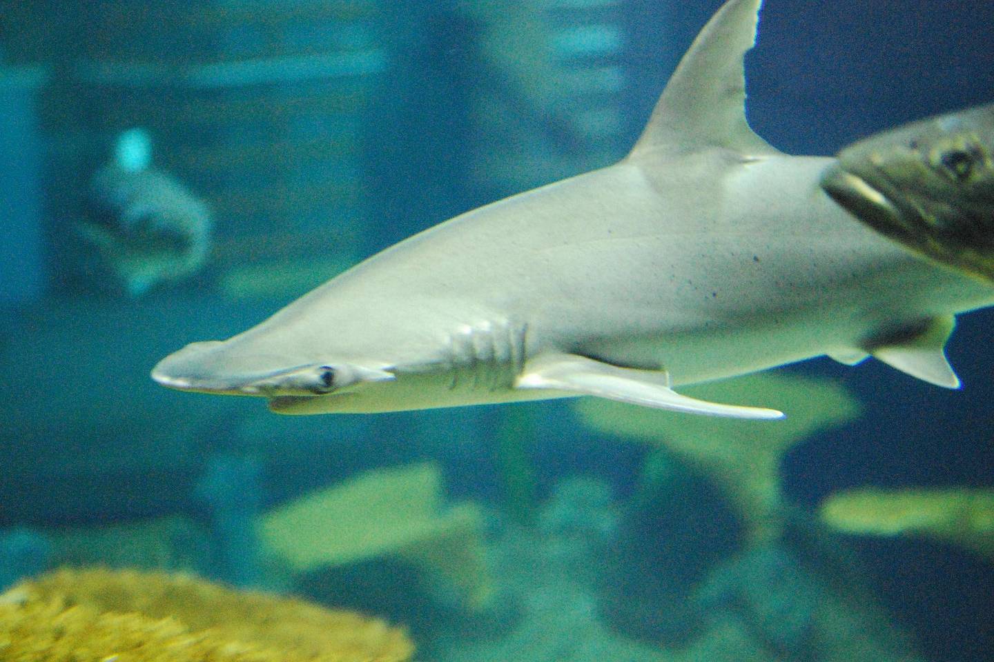  Sphyrna tiburo jaunikliai minta vien jūrų augalais.<br> Wikimedia commons nuotr.