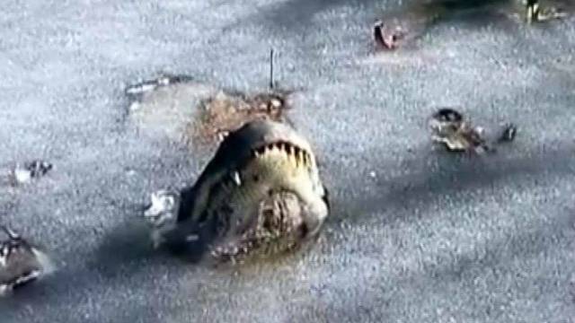 Aligatoriai rado neįtikėtiną būdą, kaip išgyventi per užklupusius šalčius