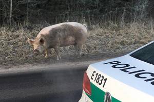 Policijos pareigūnus kelyje nustebino kiaulė: nepatikrino, ar girta