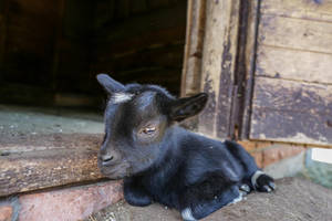Lietuvos zoologijos sodas skelbia naują rekonstrukcijos darbų konkursą